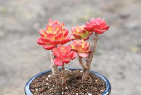 火焰蒂亚与蒂亚的区别 火焰蒂亚与蒂亚的区别图片