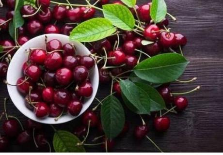 zana车厘子是什么品种（车厘子品种santina）