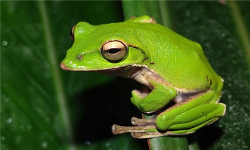 青蛙是昆虫吗 青蛙是昆虫吗蚂蚁是昆虫吗