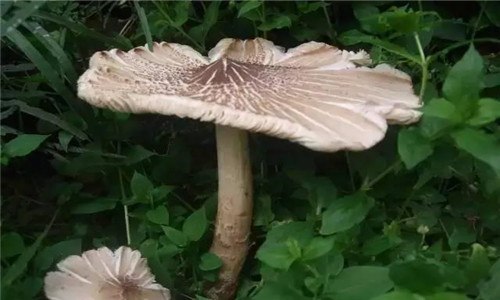 夏至菇生长在什么地方 夏至菇一般长在那里