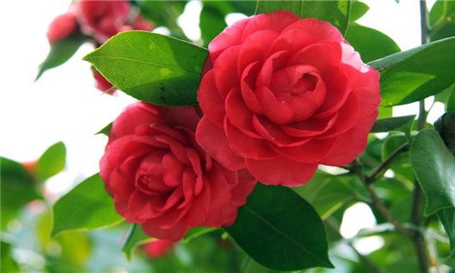 花五行属性是什么 茉莉花五行属性是什么