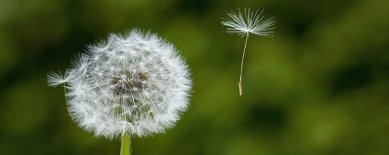 植物传播种子的方法有哪些，附传播途径