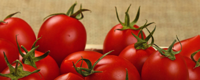 圣女果是转基因的吗（圣女果是转基因的吗用生物学解释）