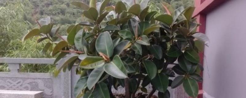 橡皮树掉叶子是怎么回事，如何改善（橡皮树掉叶子是怎么回事,如何改善呢）