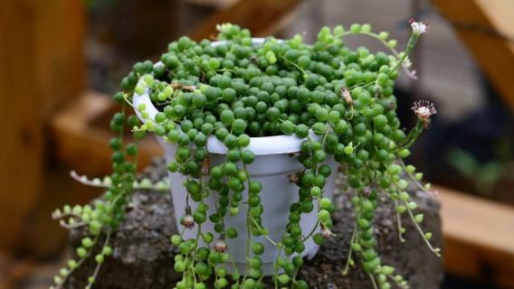 多肉佛珠为什么不能沾水（多肉佛珠为什么不能沾水里）