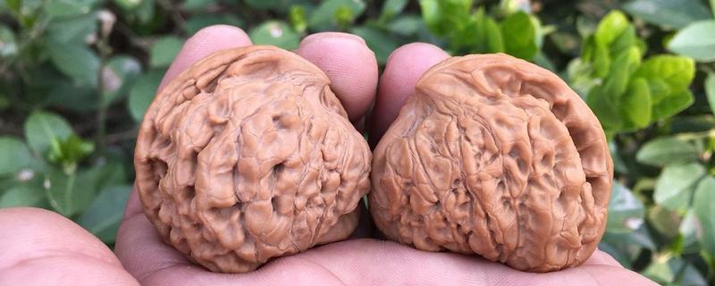 麻核桃价格多少钱一个（麻核桃的价格）