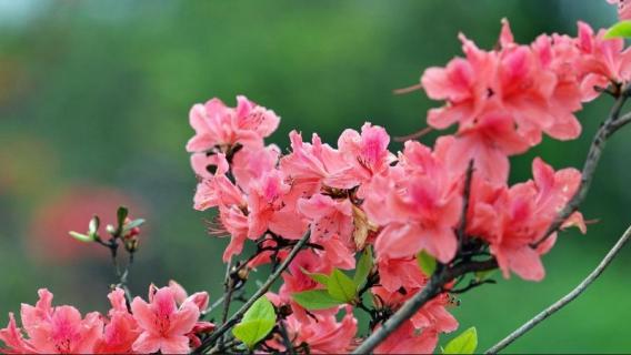 杜鹃花用高盆还是矮盆（杜鹃花要大盆还是小盆）