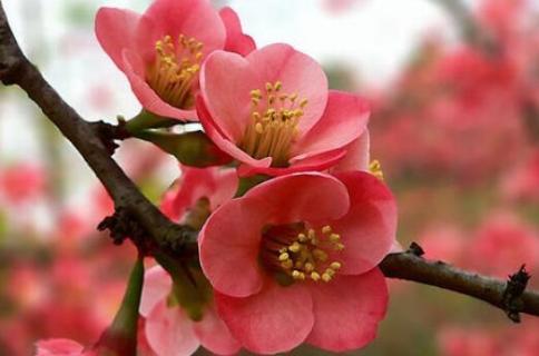 木瓜花是海棠花吗 海棠花是不是木瓜花