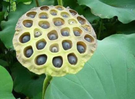 荷花种子怎么发芽 荷花种子怎么发芽快