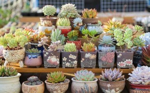 多肉中间长了一个细杆（多肉中间长了一个细杆剪下来的长枝多久可以在重新插）