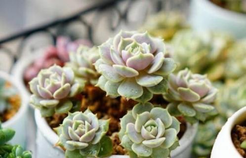 多肉可以晒太阳吗 叶插多肉可以晒太阳吗