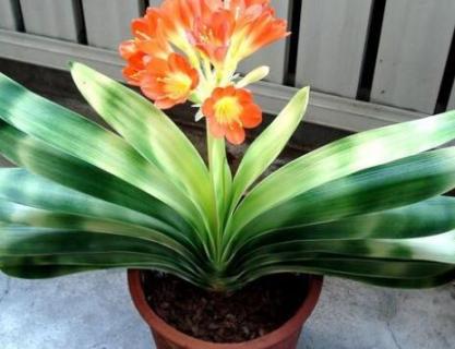 君子兰开花吗 君子兰开花吗多长时间开一次花