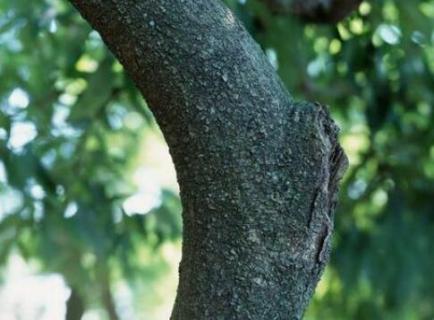 树干增粗的几种方法（树干增粗的几种方法视频）