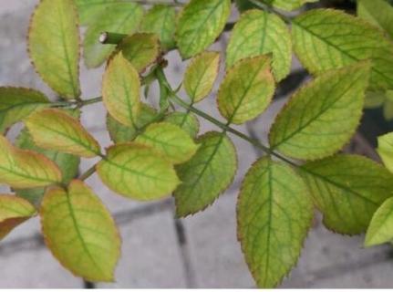 花黄叶子是什么原因引起的（花黄叶子是什么原因引起的,大脑蹦又叫什么名字）