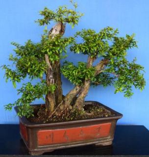 石榴树怎么嫁接老桩 石榴树怎么嫁接老桩和新桩