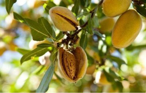 巴旦木怎么种植（巴旦木怎么种植方法）