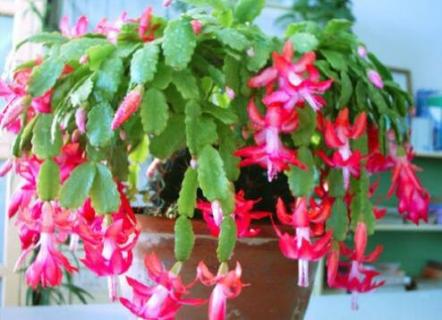 蟹爪兰怎么不开花 蟹爪兰怎么不开花什么原因