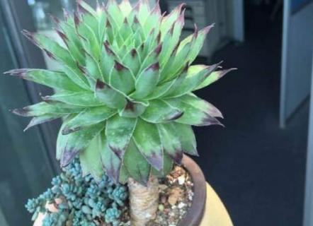 老桩为什么要用细高盆 老桩花盆是不是不要太高