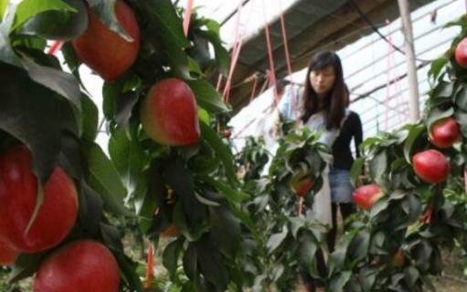 大棚油桃僵果是什么原因（大棚油桃僵果怎么解决）