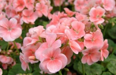 天竺葵是一年生还是多年生 天竺葵是几年生