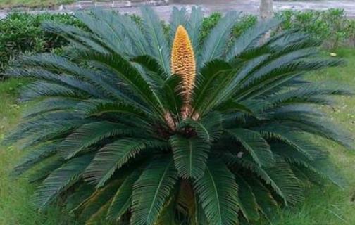 铁树冻死了第二年能活吗（铁树会不会冻死）