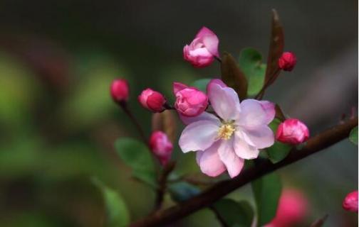 海棠花生小黑虫怎么办（海棠花生小黑虫怎么办呀）