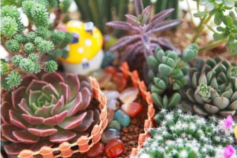 多肉像发霉了长白毛怎么回事 多肉发霉长白色绒毛