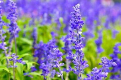 薰衣草是一年生还是多年生（薰衣草是一年生还是多年生植物）