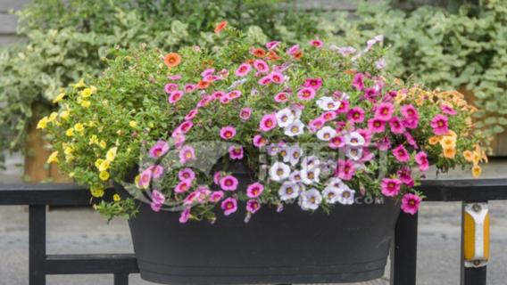 舞春花一年四季开花吗（舞春花冬天开花吗）