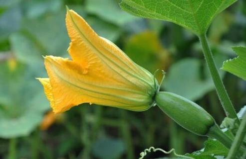 南瓜花有雄蕊和雌蕊吗 南瓜花有花萼花瓣雄蕊雌蕊吗