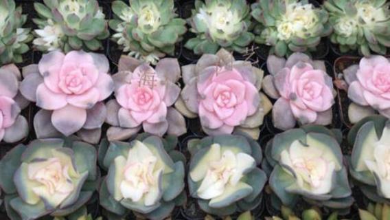 多肉药锦会如何退锦（多肉药锦会如何退锦吗）