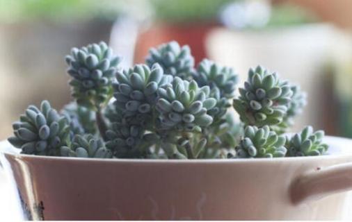 多肉繁殖时叶子怎么放 多肉繁殖时叶子怎么放置