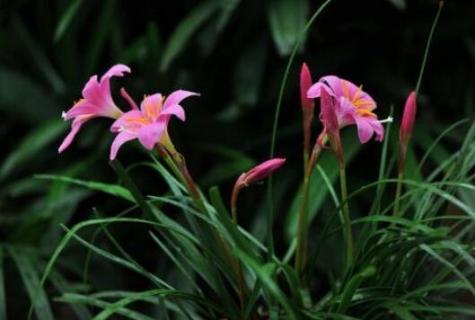 兰花草是什么植物 兰花草是草本植物吗