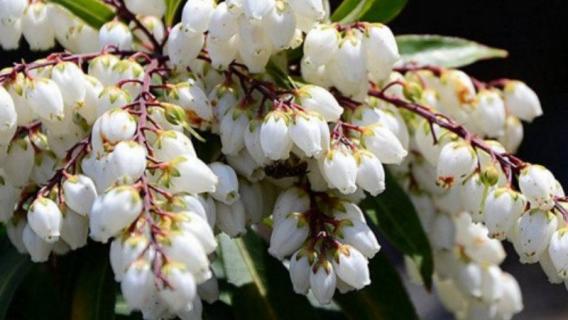 马醉木是什么植物 马醉木是木本植物吗