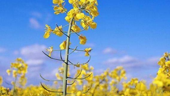油菜花和芸苔的区别 油菜花和芸苔的区别是什么