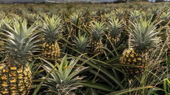 菠萝结完果后第二年还结吗 结过果的菠萝第二年还能结果吗?