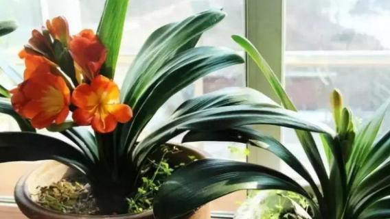 君子兰夹箭要遮光几天（君子兰夹箭需要光照吗）