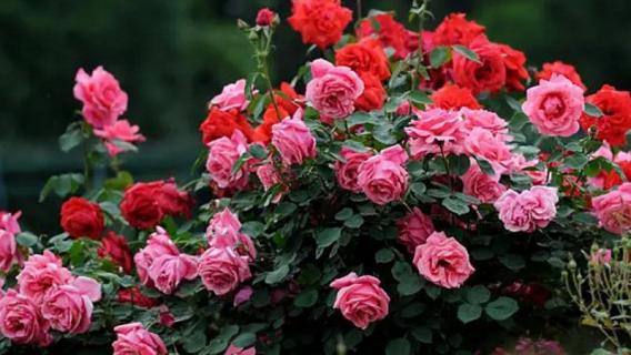 月季花长白霜用什么药 月季花长白霜用什么药根治