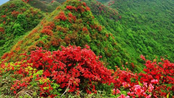 映山红下山桩耐寒吗（十月份映山红下山桩好成活吗）