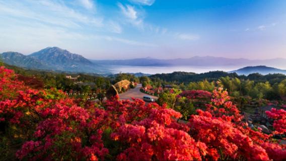 野生映山红是几级保护植物（野生映山红种类）