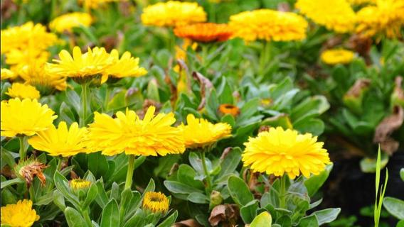 菊花买回家就蔫了咋救（菊花买来蔫了怎么办）