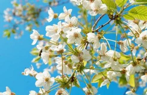 白色樱花和梨花的区别 白色樱花和梨花的区别在哪里