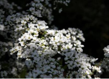 雪柳是什么植物（雪柳是什么植物?）