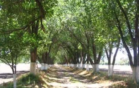 花皮榆树和榔榆有什么区别（榔榆和普通榆树的区别）