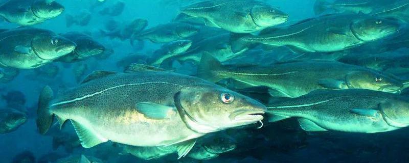 鳕鱼价格大概多少钱一斤 鳕鱼价格大概多少钱一斤啊