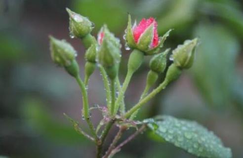 月季花苞垂头挽救方法（月季花苞垂头是缺水吗）