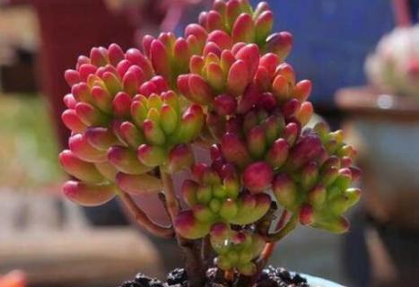 多肉控养和精养的区别