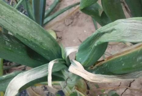 葱叶发黄枯萎是什么原因