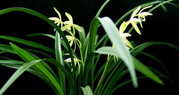 兰花黄尖是什么原因 兰花黄尖是什么原因怎样处理