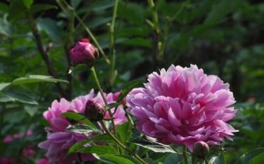 芍药要不要深水醒花（醒芍药要把芍药全部埋入水中吗）